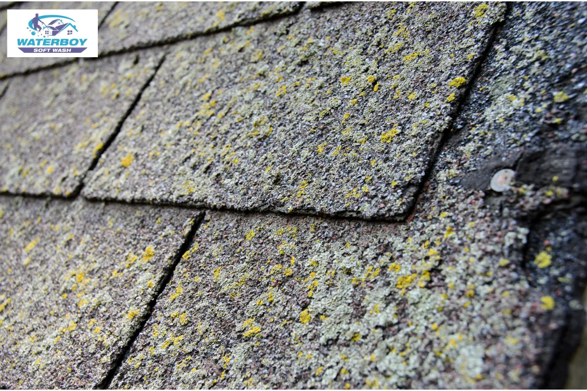 Not Washing Roofs Regularly